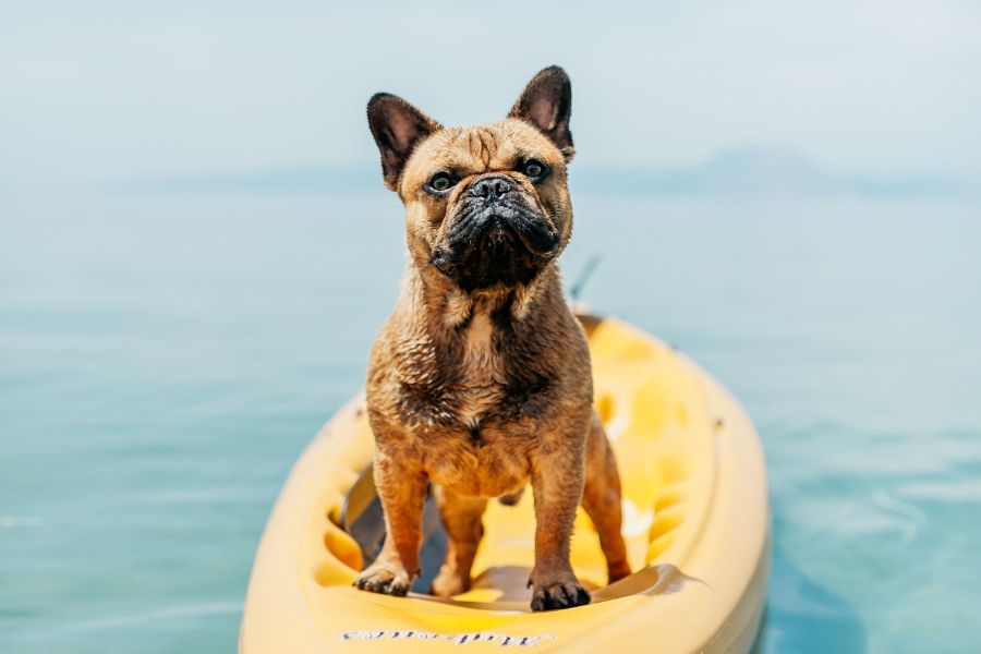 entrepreneur - thinking differently, like this dog in kayak