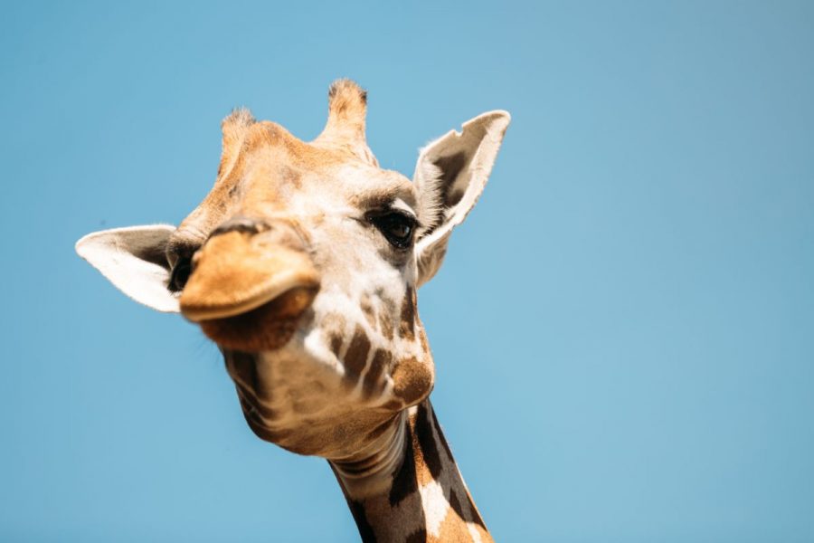 here's why you're ready to get noticed by the media - attention and help your business grow - giraffe getting attention